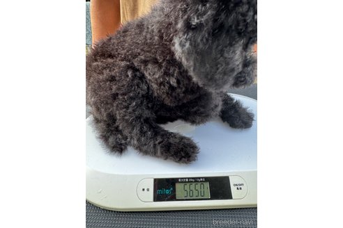 成約済の千葉県のスタンダードプードル-307021の19枚目