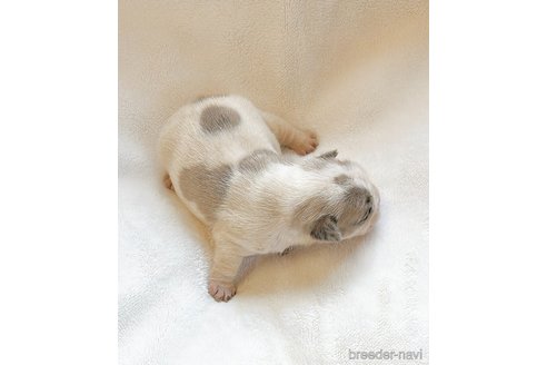 成約済の山口県のフレンチブルドッグ-314141の9枚目