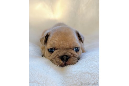 成約済の山口県のフレンチブルドッグ-311327の2枚目