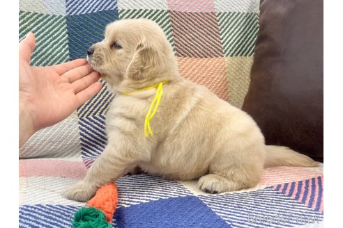 成約済の三重県のゴールデンレトリーバー-314156の7枚目