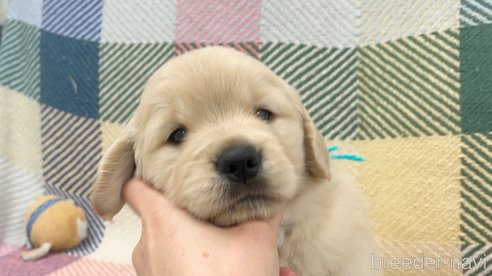 成約済の三重県のゴールデンレトリーバー-314161の7枚目