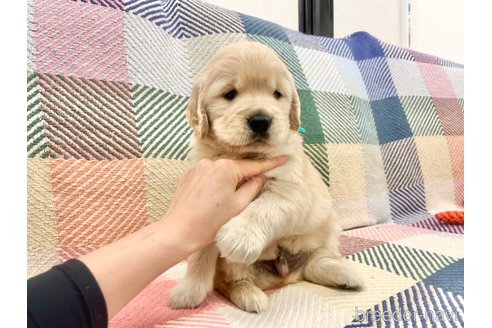 成約済の三重県のゴールデンレトリーバー-314161の4枚目
