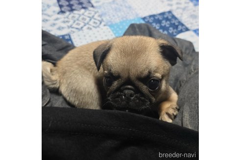 成約済の岡山県のパグ-304620の7枚目