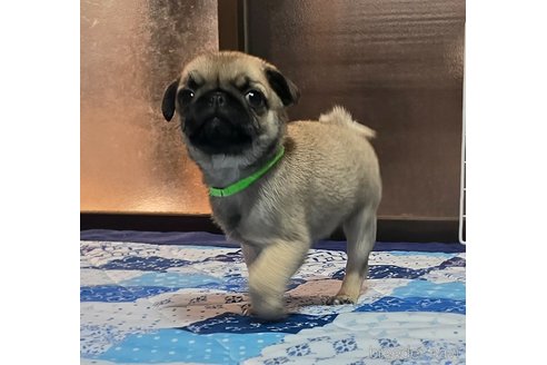 成約済の岡山県のパグ-304620の6枚目