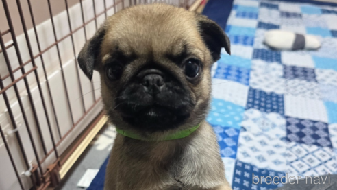 成約済の岡山県のパグ-304620の5枚目