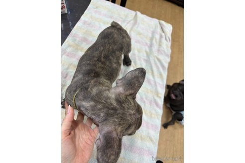 成約済の千葉県のフレンチブルドッグ-314175の17枚目