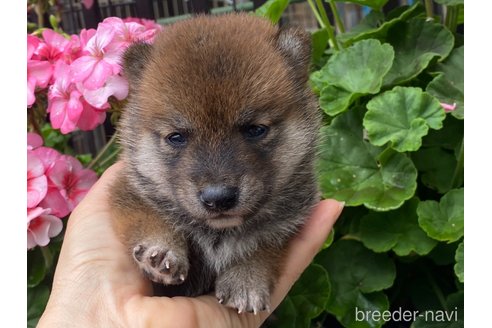 成約済の岡山県の豆柴-314181の5枚目