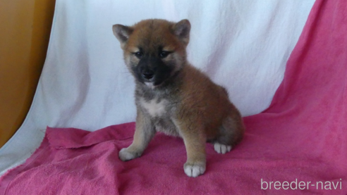成約済の静岡県の柴犬-314183の1枚目
