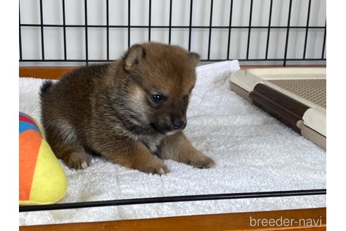 成約済の岡山県の豆柴-314184の2枚目