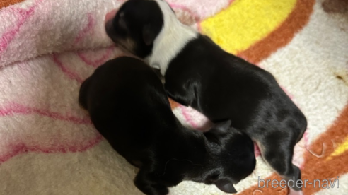 成約済の愛知県のチワワ(ロングコート)-314198の4枚目