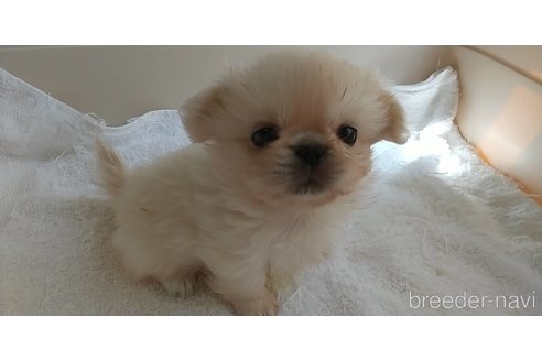 成約済の愛知県のペキニーズ-311581の4枚目