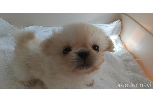 成約済の愛知県のペキニーズ-311581の5枚目