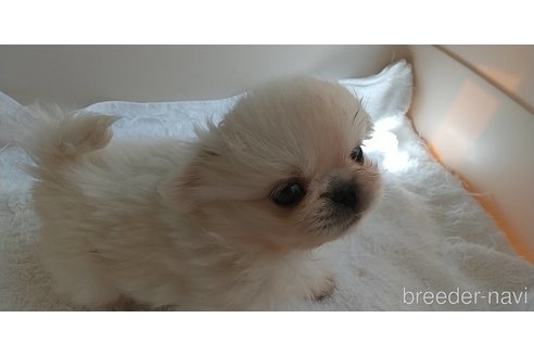 成約済の愛知県のペキニーズ-311581の6枚目