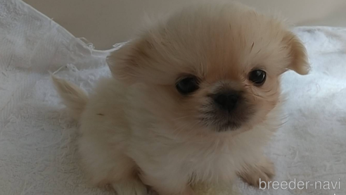 成約済の愛知県のペキニーズ-311581の2枚目