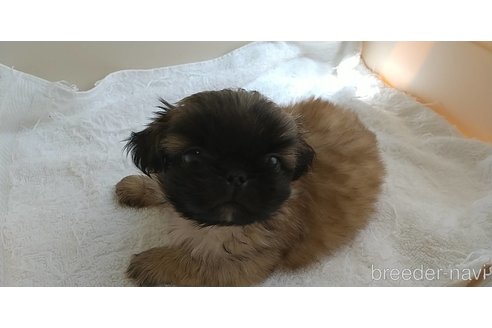 成約済の愛知県のペキニーズ-311583の3枚目