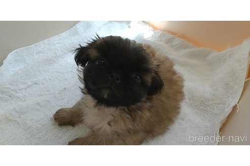 成約済の愛知県のペキニーズ-311583の5枚目