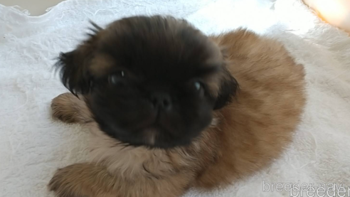 成約済の愛知県のペキニーズ-311583の2枚目