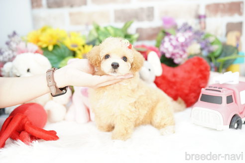 成約済の埼玉県のビションプー:ビションフリーゼ×トイプードル-314205の3枚目