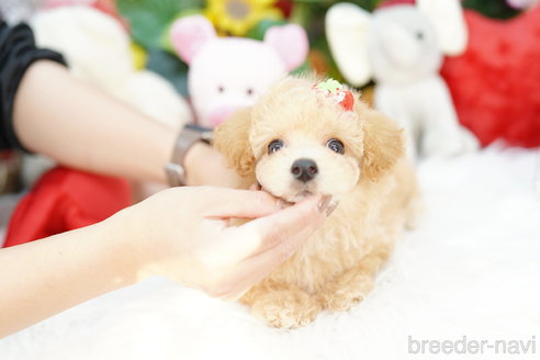 成約済の埼玉県のビションプー:ビションフリーゼ×トイプードル-314205の2枚目