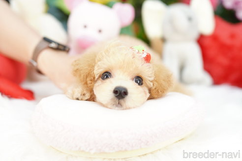 成約済の埼玉県のビションプー:ビションフリーゼ×トイプードル-314205の1枚目