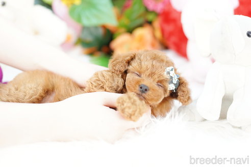 成約済の埼玉県のトイプードル-314211の5枚目