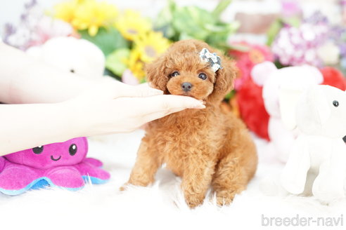 成約済の埼玉県のトイプードル-314211の4枚目