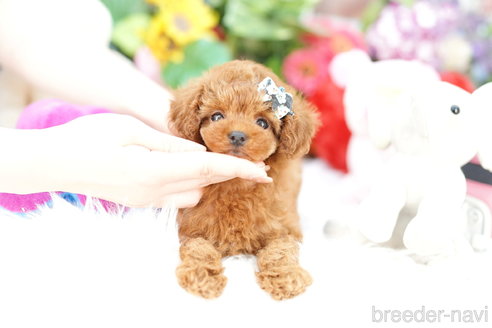 成約済の埼玉県のトイプードル-314211の3枚目