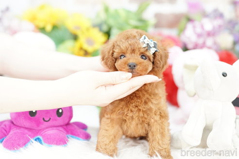 成約済の埼玉県のトイプードル-314211の2枚目