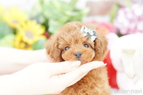 成約済の埼玉県のトイプードル-314211の1枚目