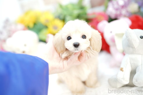 成約済の埼玉県のマルプー:マルチーズ×トイプードル-314213