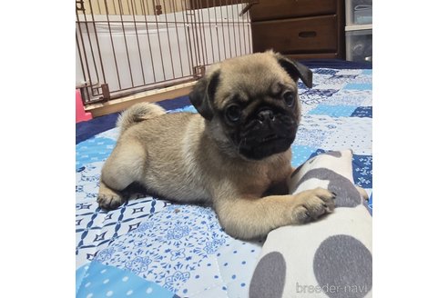 成約済の岡山県のパグ-304624の6枚目