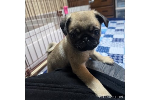 成約済の岡山県のパグ-304624の5枚目