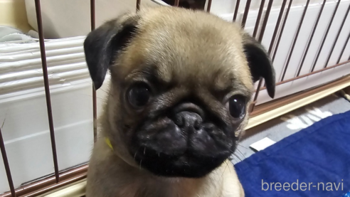 成約済の岡山県のパグ-304624の4枚目