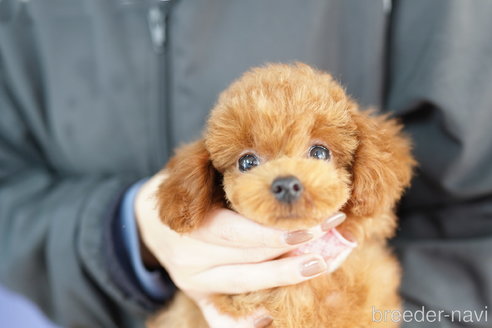 成約済の埼玉県のトイプードル-314222の4枚目