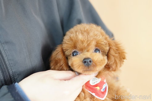 成約済の埼玉県のトイプードル-314222の3枚目