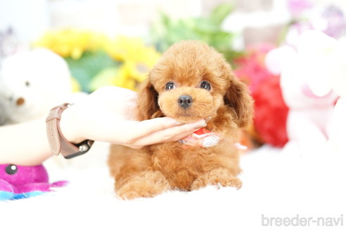 成約済の埼玉県のトイプードル-314222の2枚目