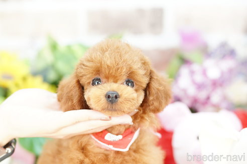 成約済の埼玉県のトイプードル-314222