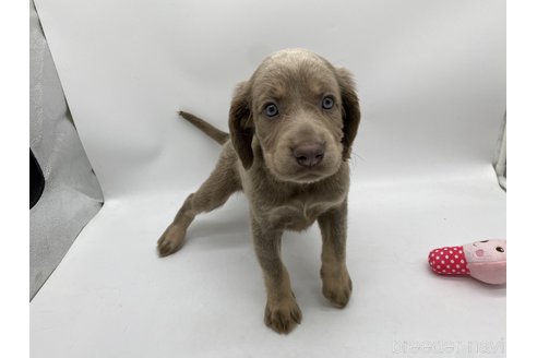 成約済の愛知県のワイマラナー-310951の2枚目