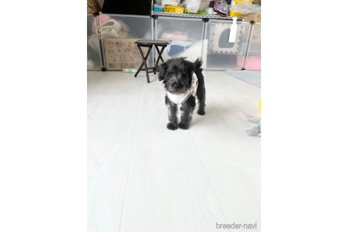 成約済の北海道のミックス犬-301640の7枚目