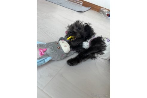 成約済の北海道のミックス犬-301640の2枚目