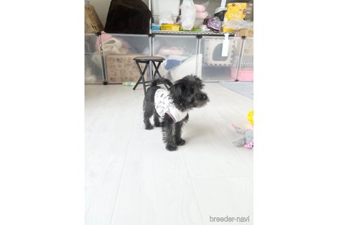 成約済の北海道のミックス犬-301640の3枚目