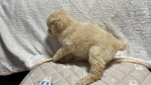 成約済の滋賀県のスタンダードプードル-314248の10枚目