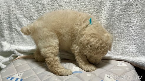 成約済の滋賀県のスタンダードプードル-314248の11枚目