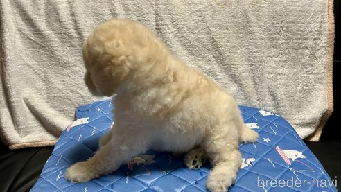 成約済の滋賀県のスタンダードプードル-314249の7枚目