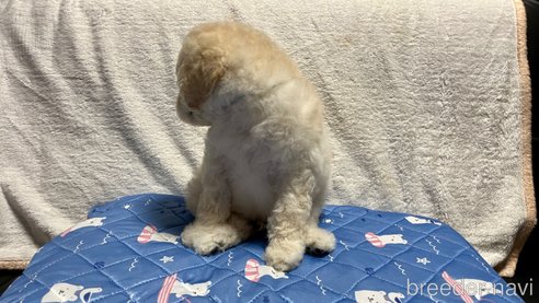 成約済の滋賀県のスタンダードプードル-314249の8枚目