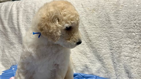 成約済の滋賀県のスタンダードプードル-314249の9枚目