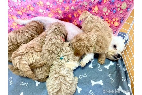 成約済の静岡県のビションプー:ビションフリーゼ×トイプードル-309584の15枚目