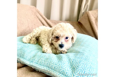 成約済の東京都のビションプー:ビションフリーゼ×トイプードル-309620の24枚目