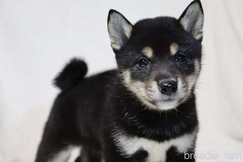 成約済の滋賀県の柴犬-311548の5枚目