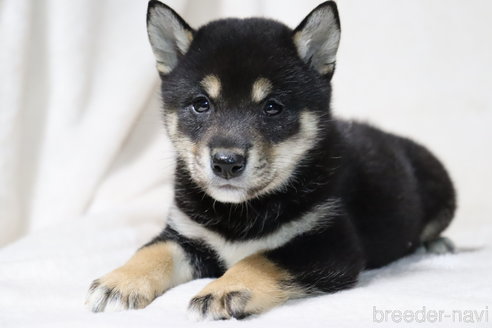 成約済の滋賀県の柴犬-311548の4枚目